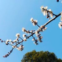 成海神社の梅の花