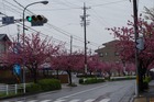 八重桜が満開の道