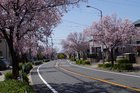 滝の水川沿いの桜