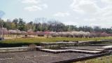 大高緑地公園の梅林