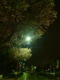 滝ノ水の夜桜
