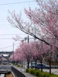 滝ノ水の桜並木