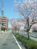 滝の水の桜並木