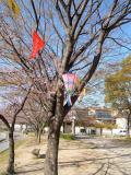 ほら貝池公園の桜
