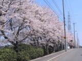 諸の木　テニスコート付近　桜